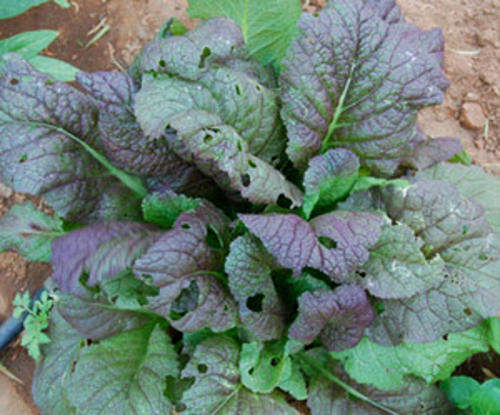 Japanese Giant Red Mustard 100 seeds