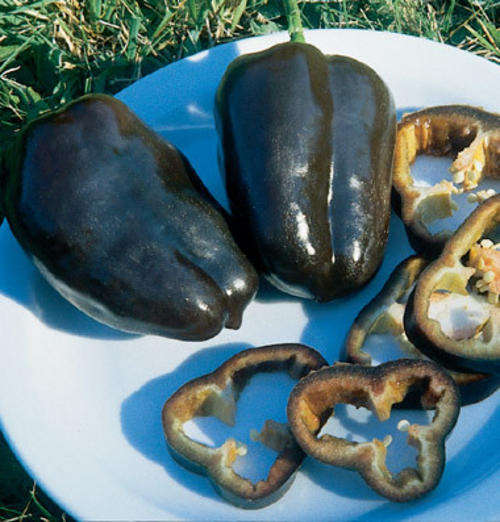 Sweet pepper 5 seeds "Chocolate Beauty"