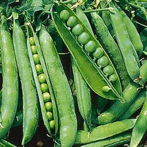 Pea 5 seeds "Green arrow"
