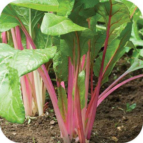 Swiss chard 10 seeds "Flaming pink"