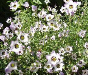 Gilia Tricolor 150 seed "BIRD'S EYE"