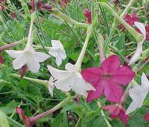 Nicotiana Alata 50 seeds "Flowering Tobacco"