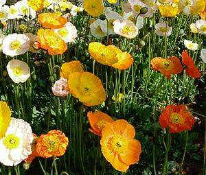 Papaver nudicaule 200 seeds "Iceland poppy mix"