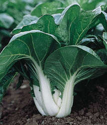 Pak choi 25 seeds "Chinese cabbage"