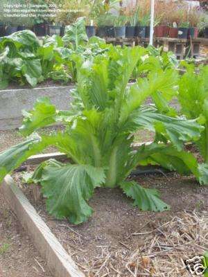 Cabbage 50 seeds "Michihli"