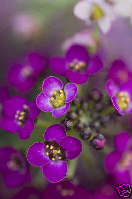 Alyssum 120 seeds "Dwarf Purple"