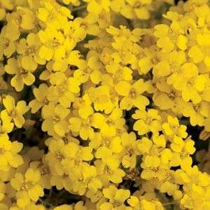 Alyssum 50 seeds "Basket of Gold"