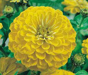 Zinnia elegans  10 seeds  "Canary bird"