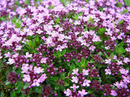 Thymus Serpyllum 50 seeds "Creeping thyme"