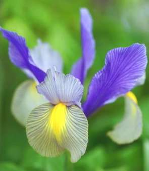Iris 3 bulbs "Oriental beauty"
