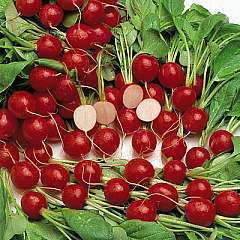 Radish 100 seeds "Cherry bell"
