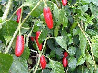 Hot pepper 20 seeds "Serrano"