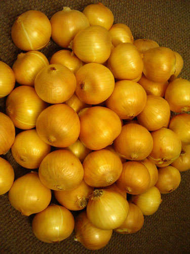 Onion 200+ seeds "Texas Grano"