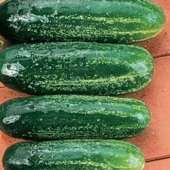 Cucumber 10 seeds "Pickling cucumber"