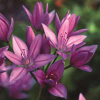 Allium 15 seeds "Allium mix"