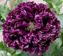 Papaver 10 seeds "BLACK PAEONY POPPY"