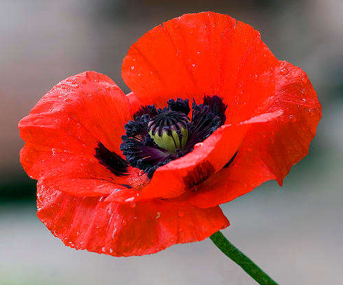 Poppy selection 1100+seeds
