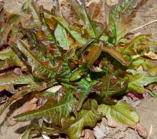 Lettuce 40 seeds "Bronze arrowhead"