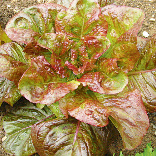 Lettuce 30 seeds "Devil's tongue"