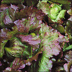 Lettuce 50 seeds "Red Iceberg"