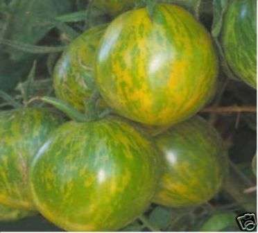 Salad SEED mix, 970 seed 9 packets of SEED