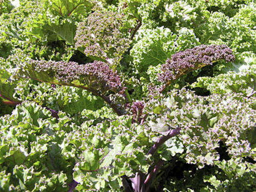 Kale 10 seeds "Dwarf Siberian"