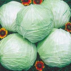 Cabbage 100 seeds "Late flat Dutch"