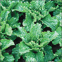 Lettuce 30 seeds "Crisp mint"