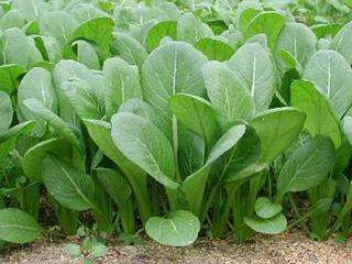 Mustard spinach 100 seeds "Komatsuna"