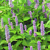 Mint 50 seeds "Korean licorice scented"