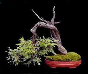 Thuja plicata 50 seeds "Western red cedar"