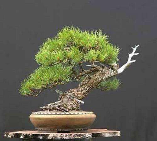 PINUS PONDEROSA 5 seeds "Western Yellow Pine"