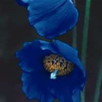 Meconopsis 20 seeds "Lingholm"