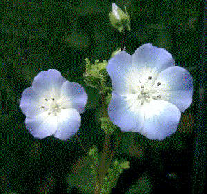 Nemophila insignis 180 seeds "Baby blue eyes"
