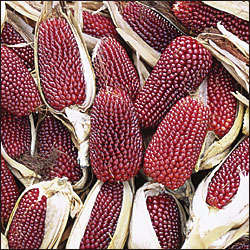 Corn 10 seeds "Strawberry corn"