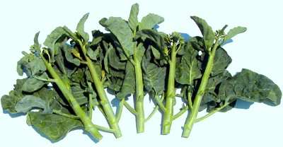Kale 50 seeds "Greeny Takawa"