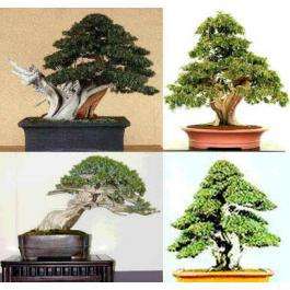 Juniperus rigida 15 seeds "Temple juniper"
