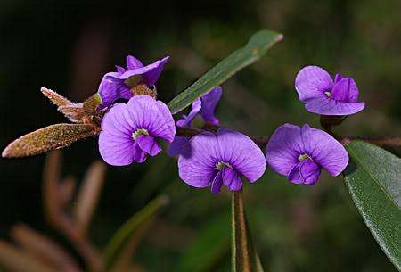 Hovea acuntifolia 5 seeds