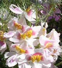 Schizanthus 100 seeds "Butterfly orchid"