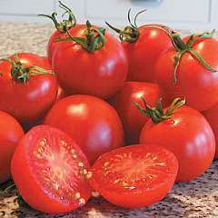 Tomato 10 seeds "Glacier"