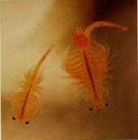 Artemia-"Brine shrimp" 1000's of eggs