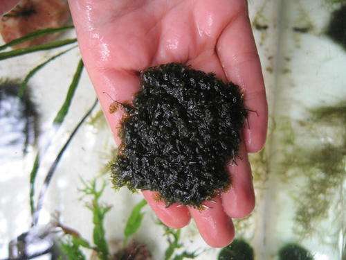 Aquarium plant- Moss (Small)- LIVE PLANT