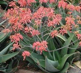 Aloe chabaudii 20 seeds