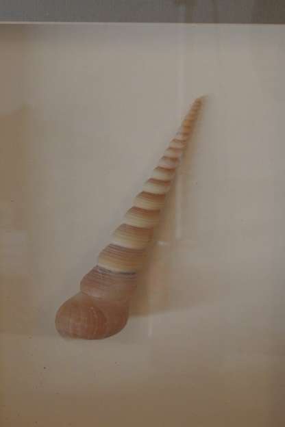 A STUNNING COLLECTION OF FOUR LARGE SEASHELL "BOX FRAMED" WALL PICTURES bid/frame