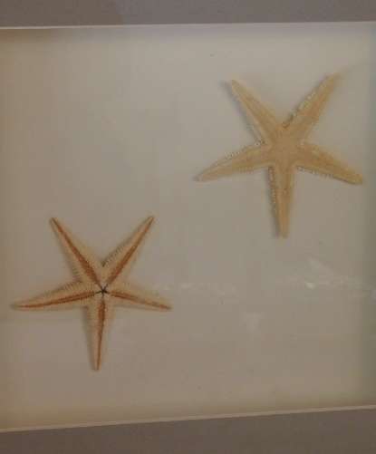 A STUNNING COLLECTION OF FOUR LARGE SEASHELL "BOX FRAMED" WALL PICTURES bid/frame