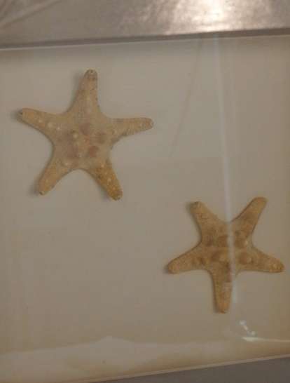 A STUNNING COLLECTION OF FOUR LARGE SEASHELL "BOX FRAMED" WALL PICTURES bid/frame