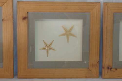 A STUNNING COLLECTION OF FOUR LARGE SEASHELL "BOX FRAMED" WALL PICTURES bid/frame