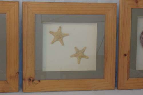 A STUNNING COLLECTION OF FOUR LARGE SEASHELL "BOX FRAMED" WALL PICTURES bid/frame