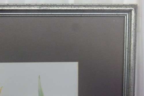 TWO BEAUTIFUL FRAMED "FAY ANDERSON" BOTANICAL FLOWERS WATER COLOUR PRINTS bid/print