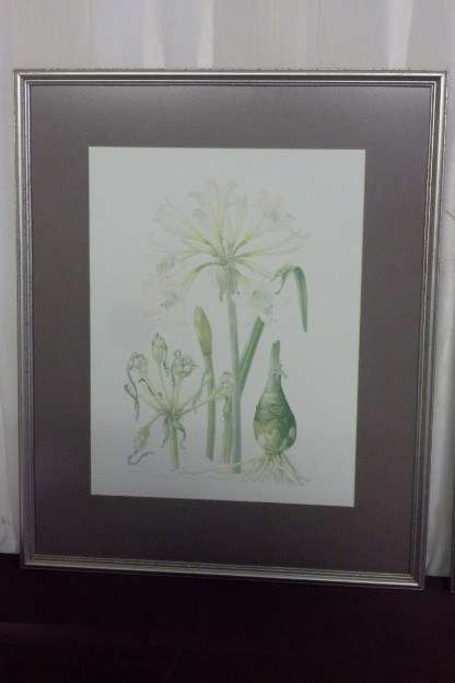 TWO BEAUTIFUL FRAMED "FAY ANDERSON" BOTANICAL FLOWERS WATER COLOUR PRINTS bid/print